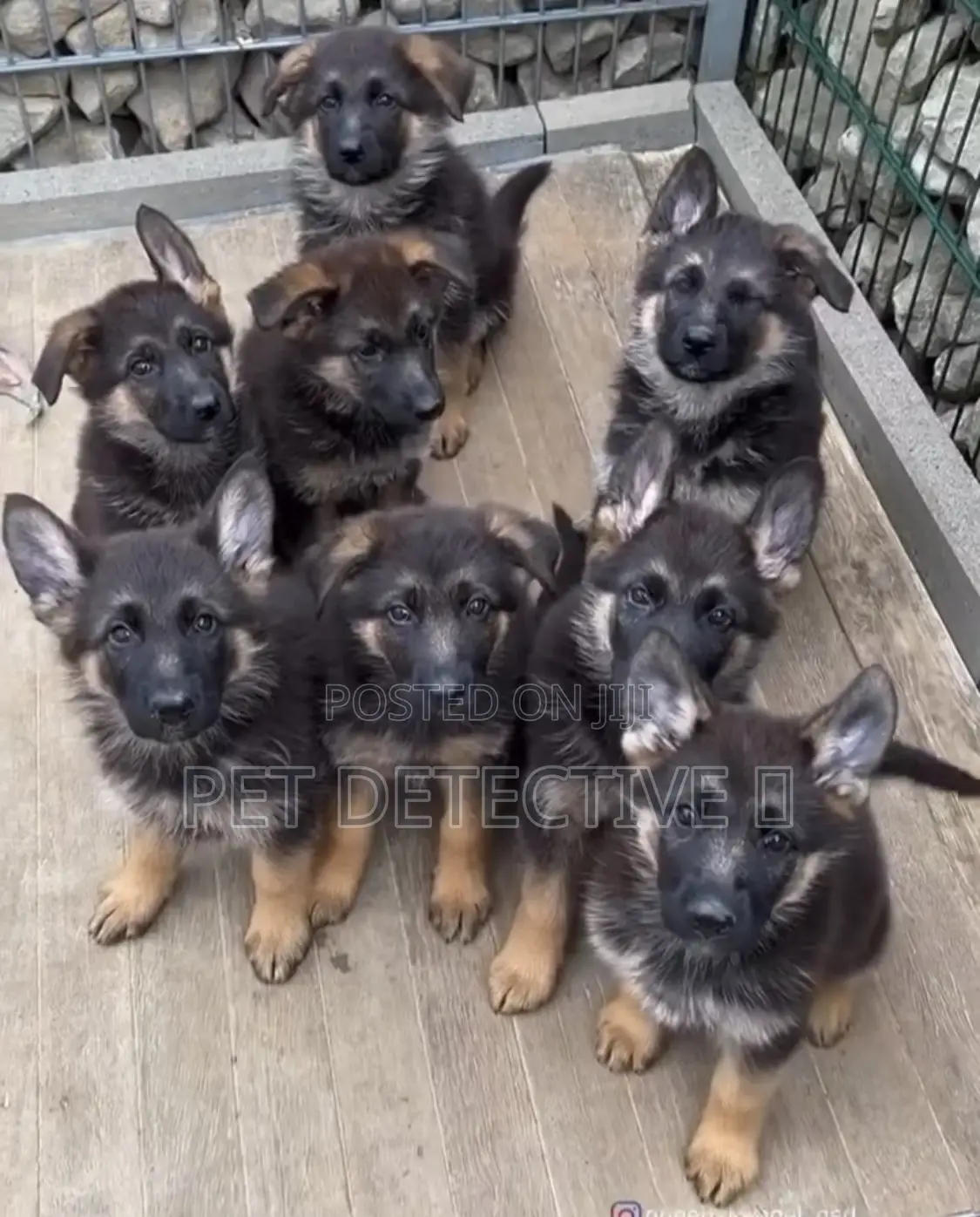 1-3 months Male Purebred German Shepherd