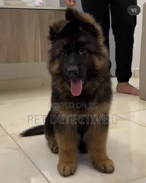 Photo - 1-3 months Male Purebred German Shepherd