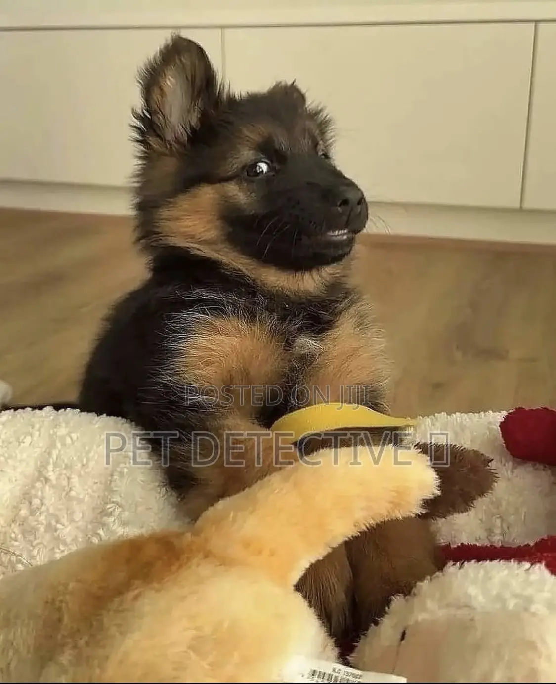 1-3 months Male Purebred German Shepherd