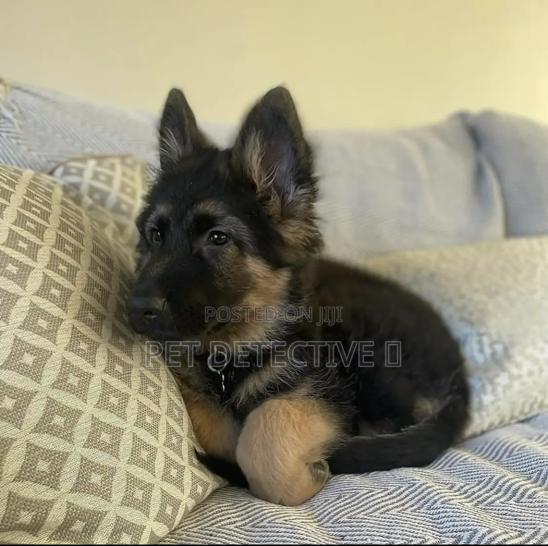 1-3 months Male Purebred German Shepherd