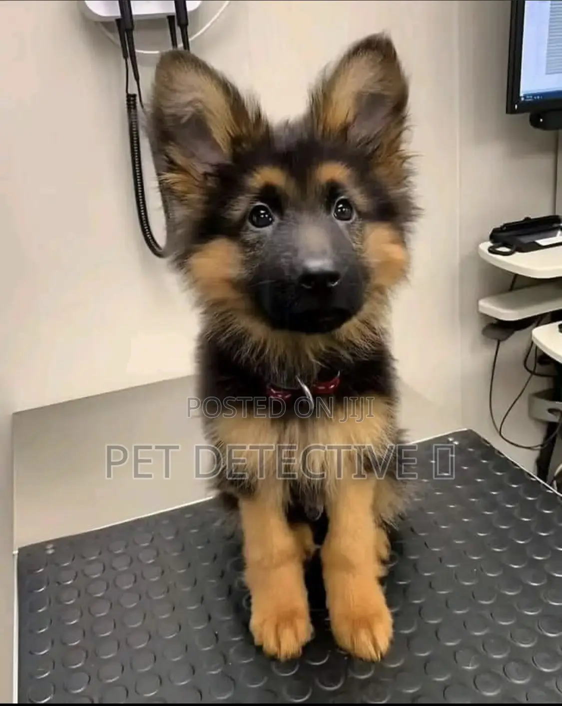 1-3 months Male Purebred German Shepherd