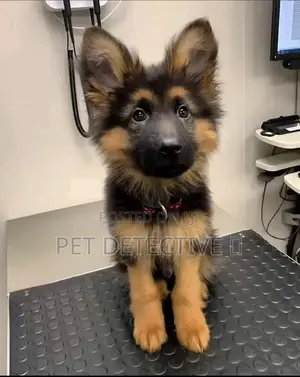 Photo - 1-3 months Male Purebred German Shepherd