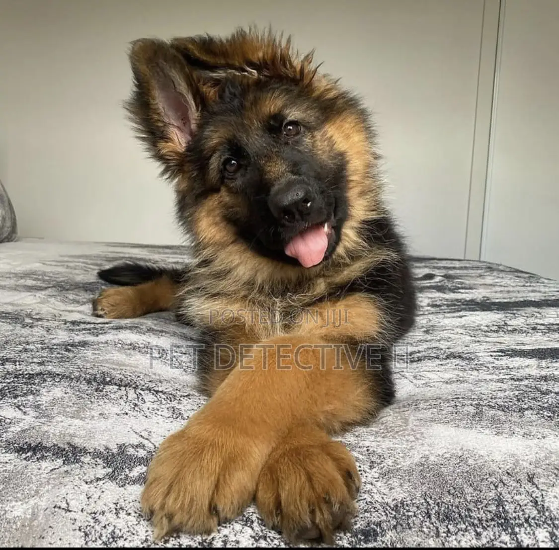 1-3 months Male Purebred German Shepherd