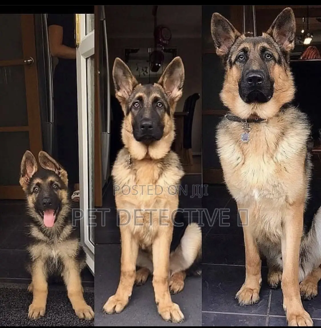 1-3 months Male Purebred German Shepherd