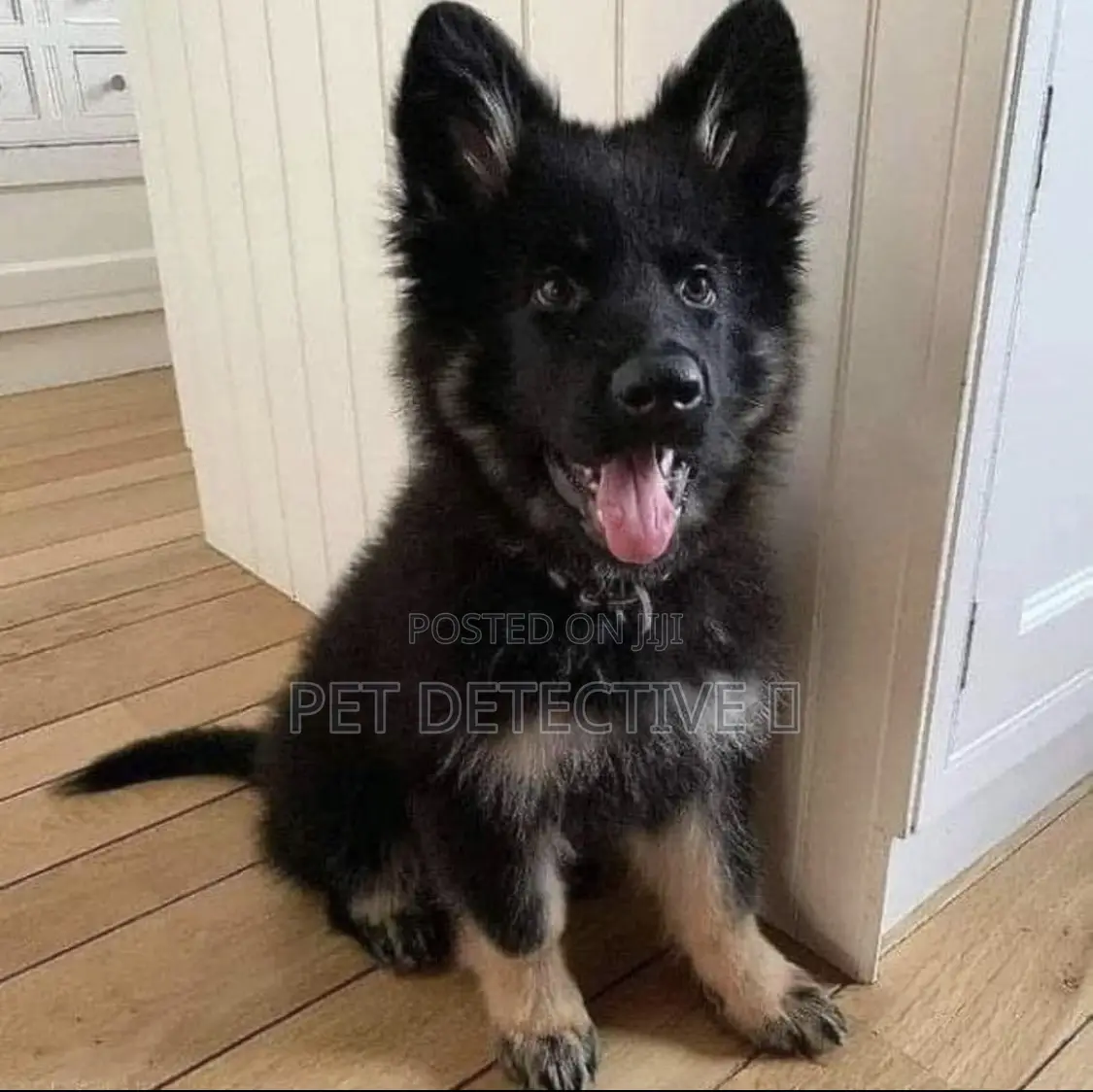 1-3 months Male Purebred German Shepherd