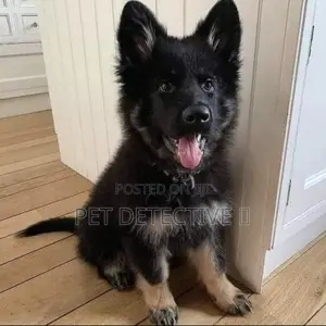 Photo - 1-3 months Male Purebred German Shepherd