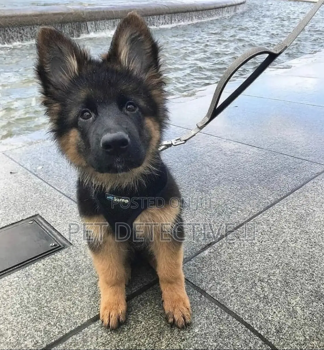 1-3 months Male Purebred German Shepherd