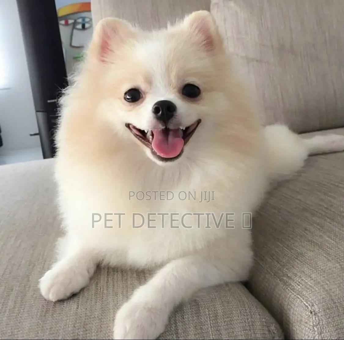 1-3 months Male Purebred Pomeranian