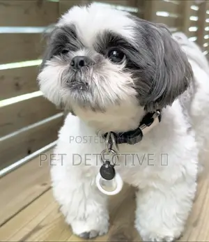 Photo - 1-3 months Male Purebred Shih Tzu