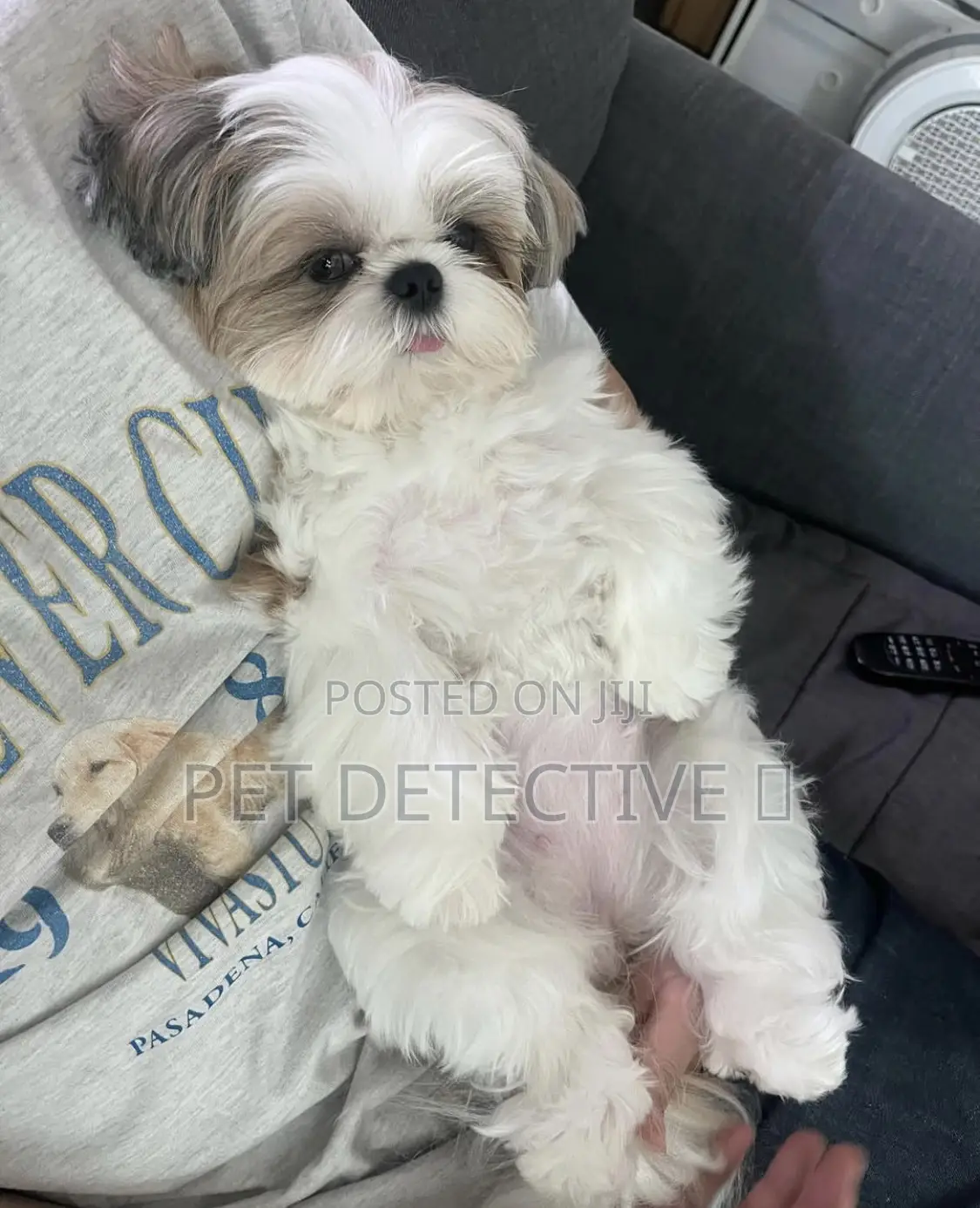 1-3 months Male Purebred Maltese