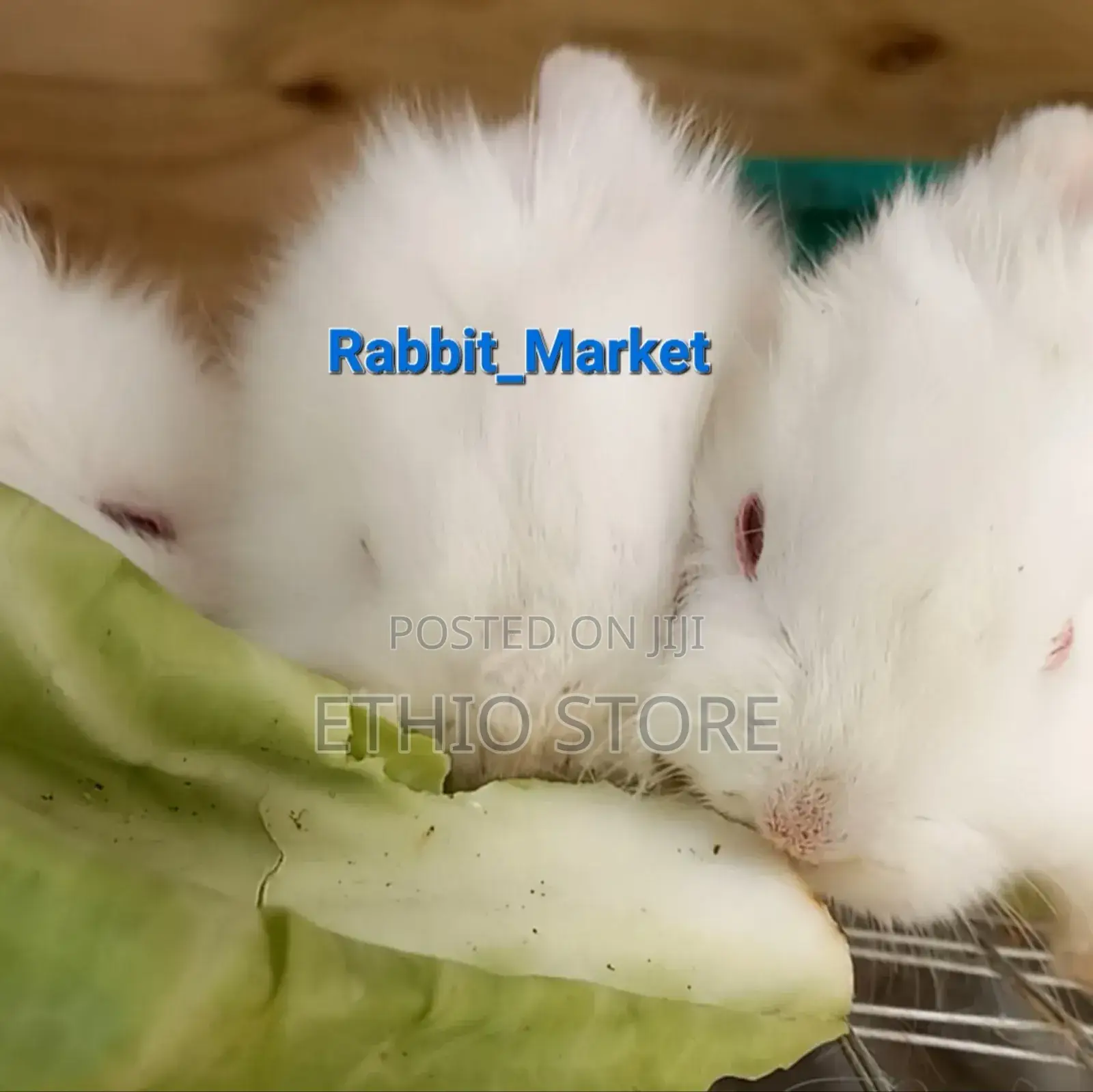 Rabbit የሳሎን ምትፈልጉ