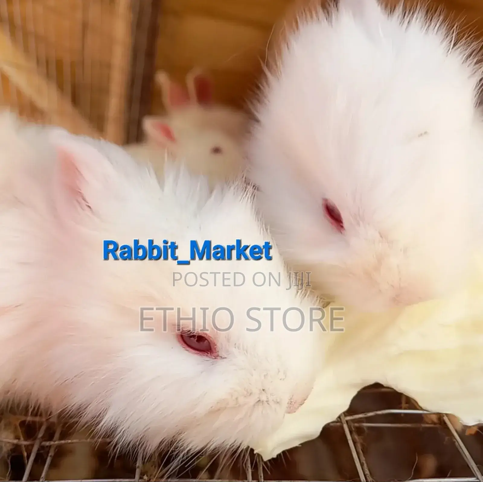 Rabbit የሳሎን ምትፈልጉ