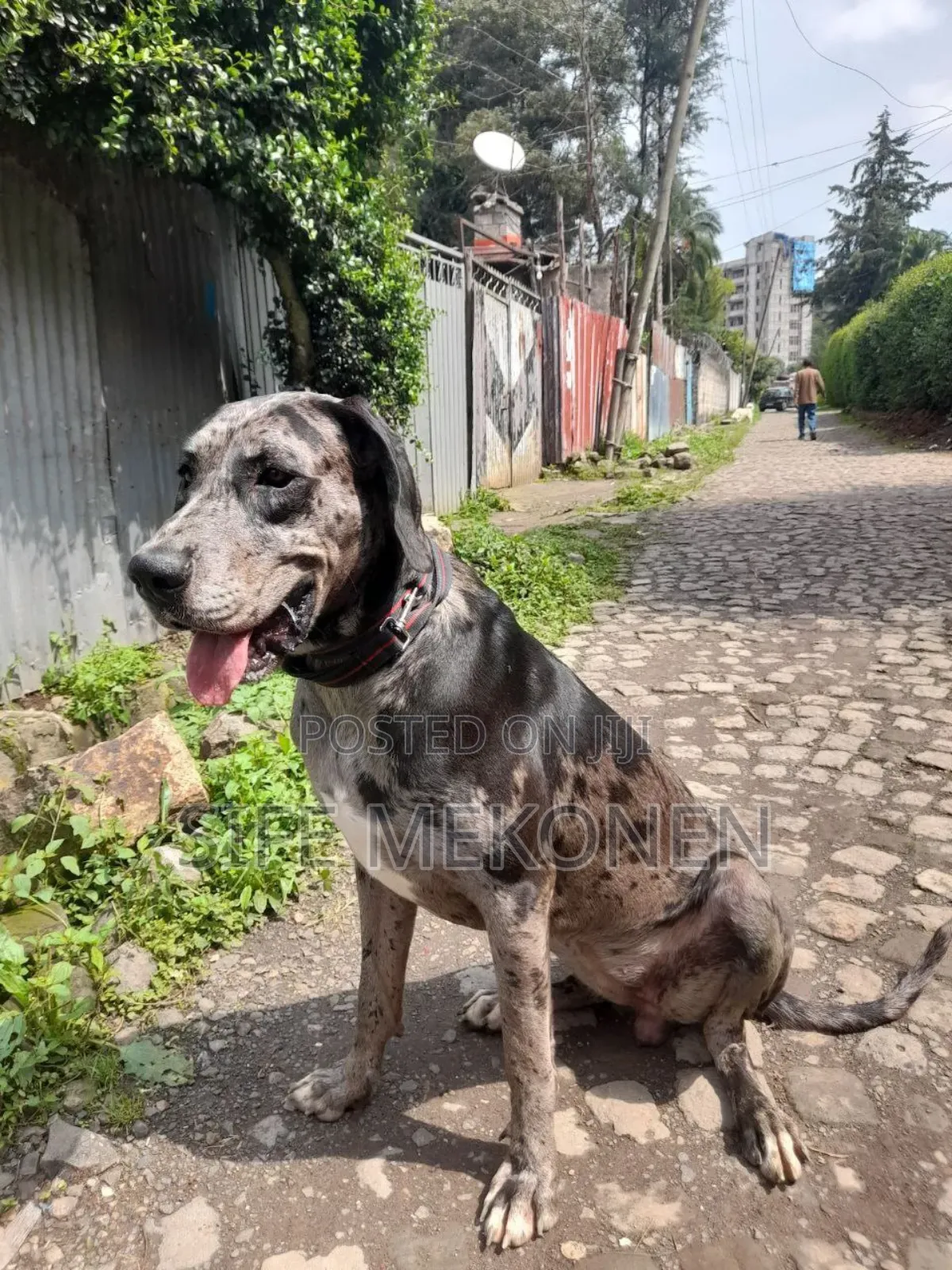 1-3 months Female Purebred Great Dane