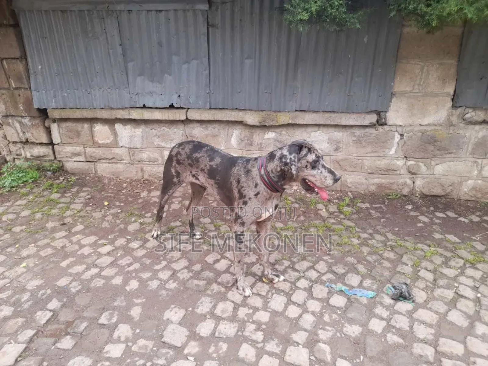 1-3 months Female Purebred Great Dane