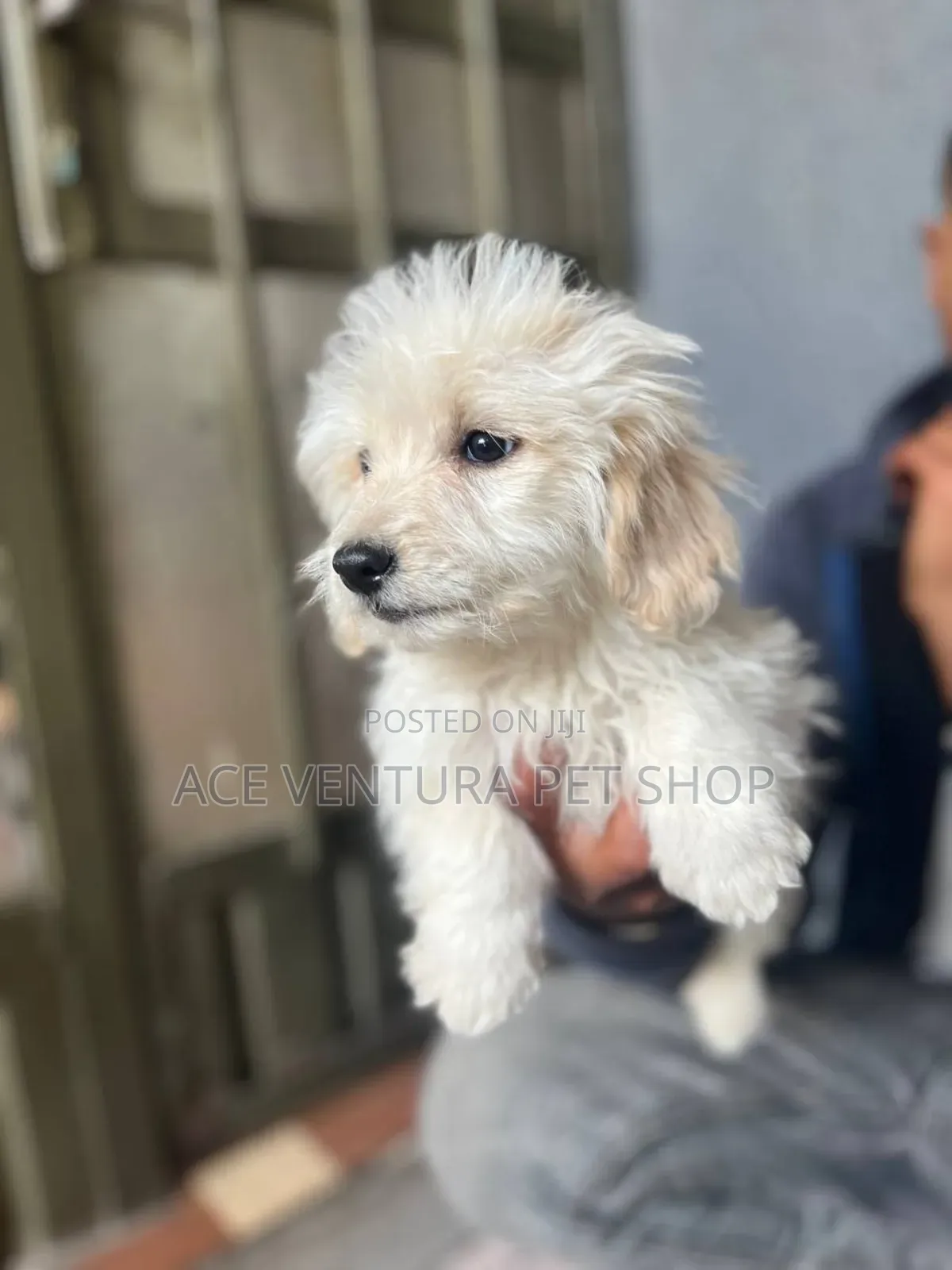 1-3 months Male Purebred Maltese