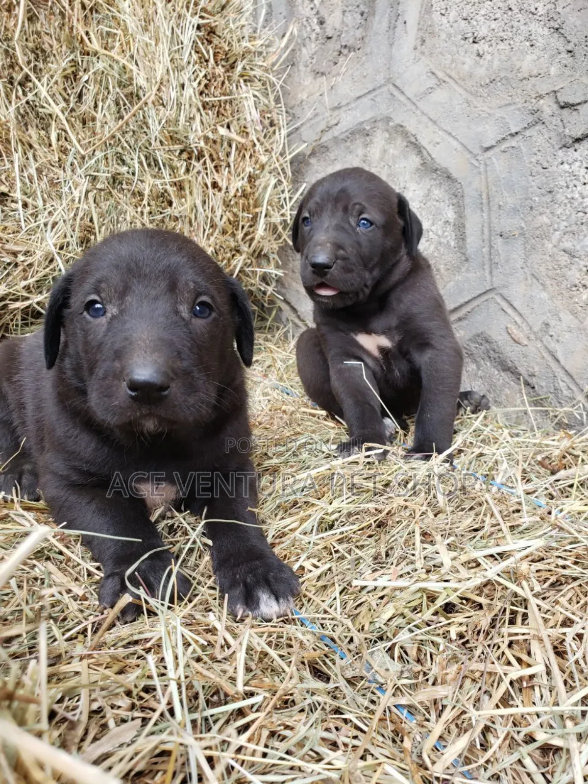 1-3 months Male Purebred American Pit Bull Terrier