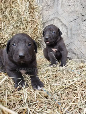 Photo - 1-3 months Male Purebred American Pit Bull Terrier