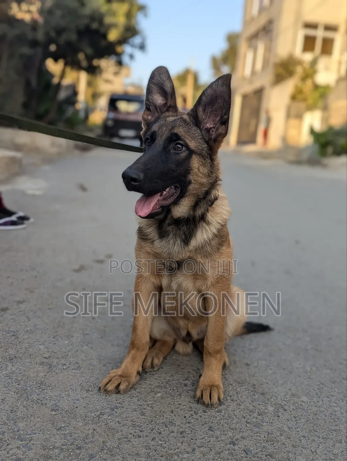 1-3 months Male Purebred Belgian Malinois