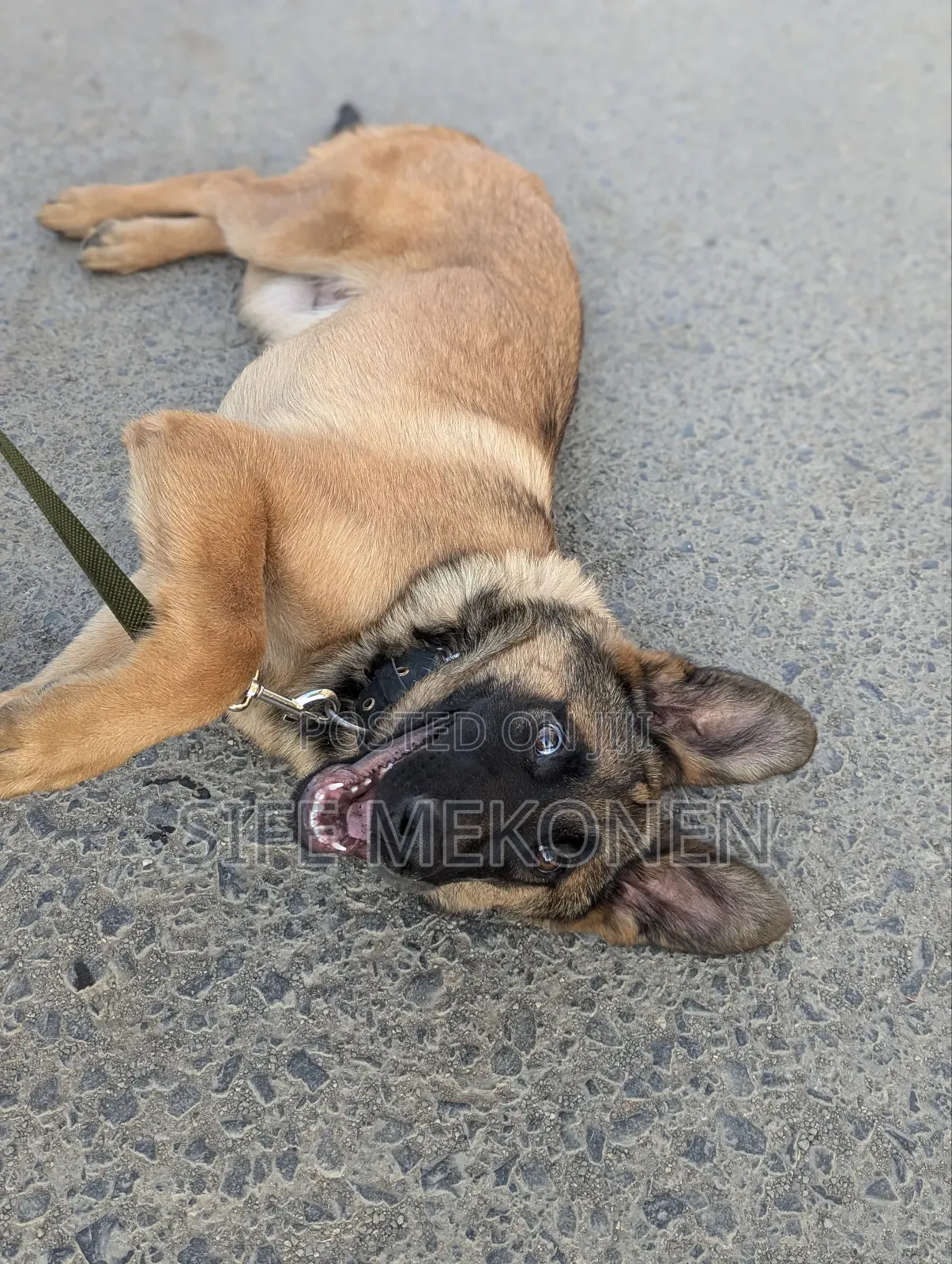 0-1 month Male Purebred Belgian Malinois