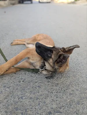 0-1 month Male Purebred Belgian Malinois
