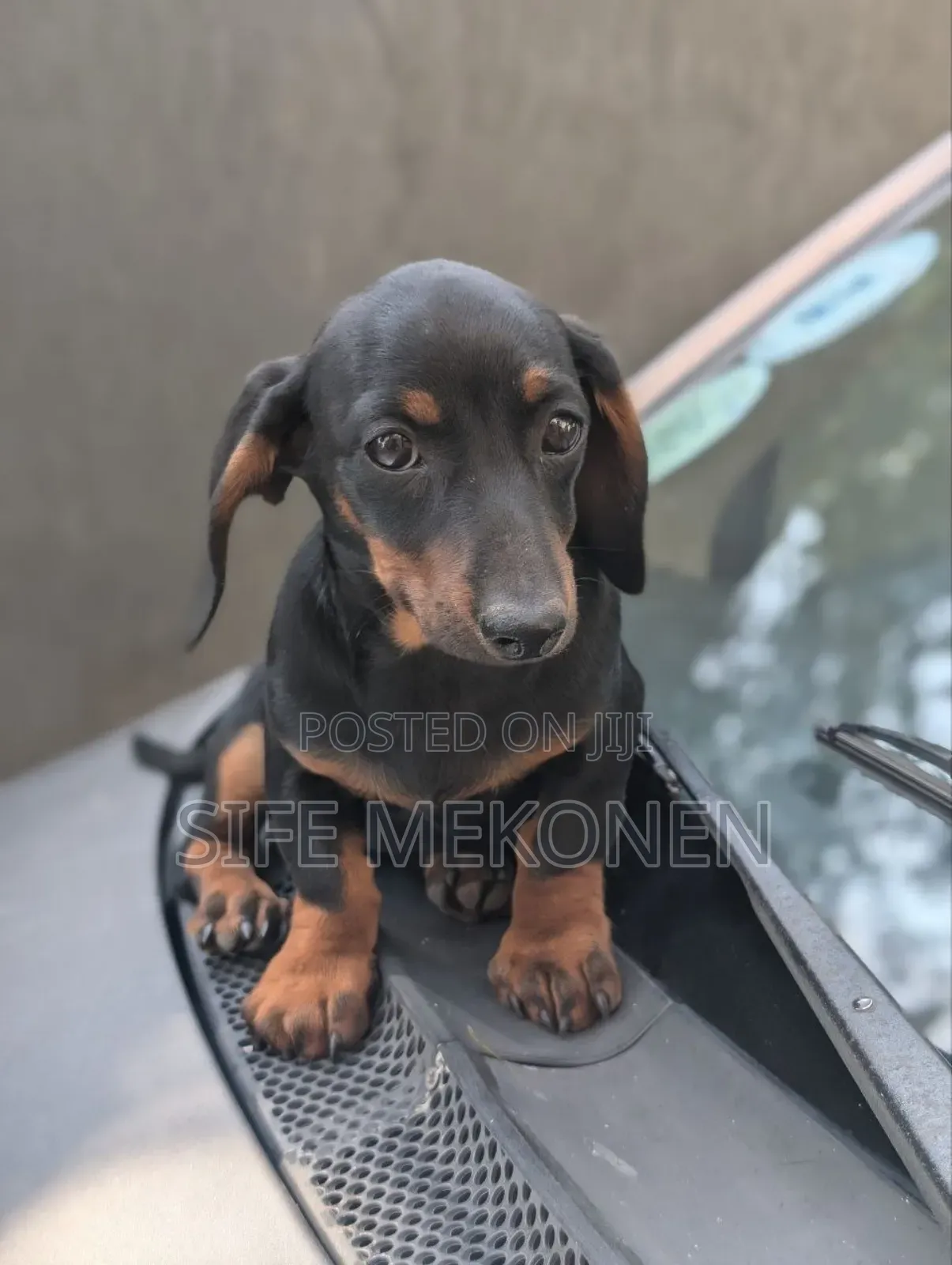 1-3 months Male Purebred Dachshund