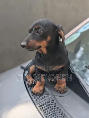 1-3 months Male Purebred Dachshund