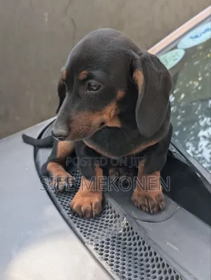 1-3 months Male Purebred Dachshund