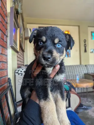 Photo - 1-3 months Male Mixed Breed Rottweiler
