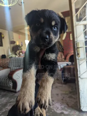 1-3 months Male Mixed Breed Rottweiler