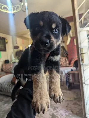 1-3 months Male Mixed Breed Rottweiler