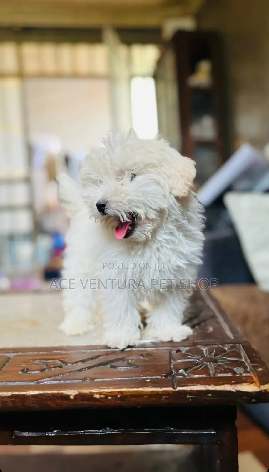 1-3 months Male Purebred Maltese