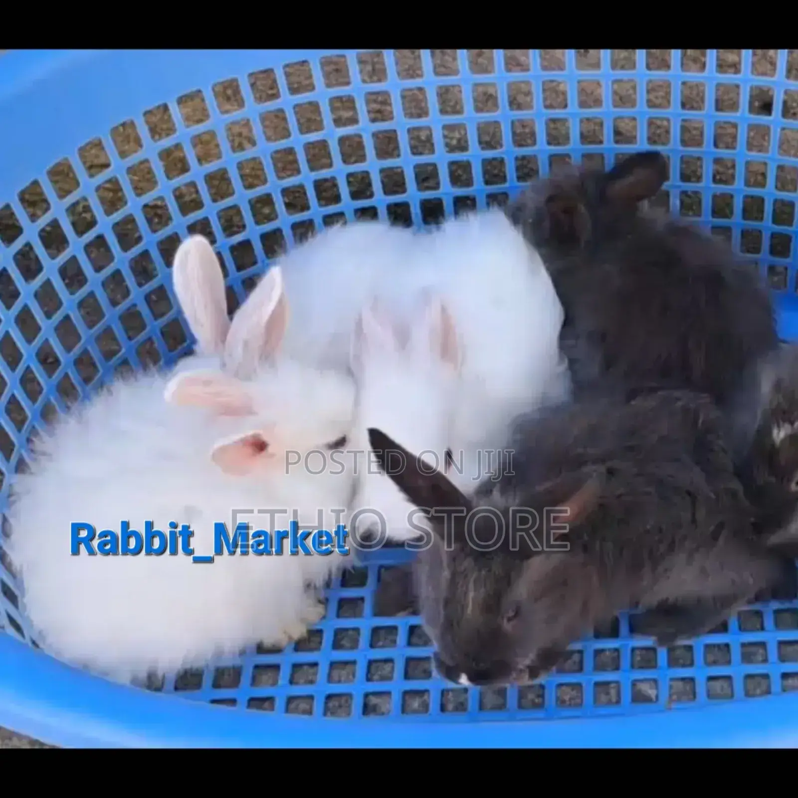 ለሳሎን ለህፃናት የሚሆኑ ለማዳ Rabbit