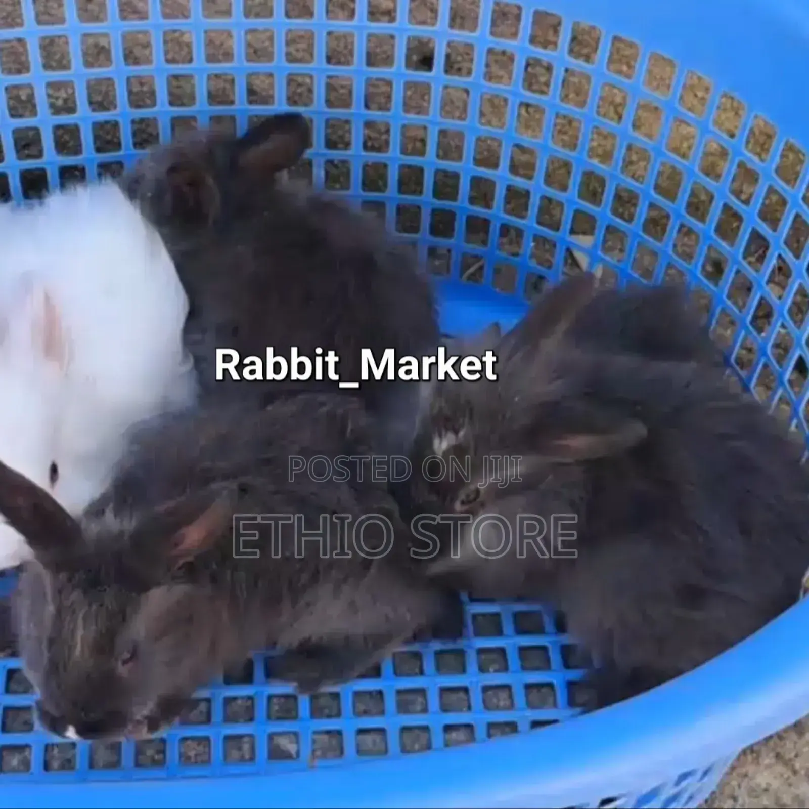 ለሳሎን ለህፃናት የሚሆኑ ለማዳ Rabbit