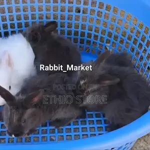 ለሳሎን ለህፃናት የሚሆኑ ለማዳ Rabbit