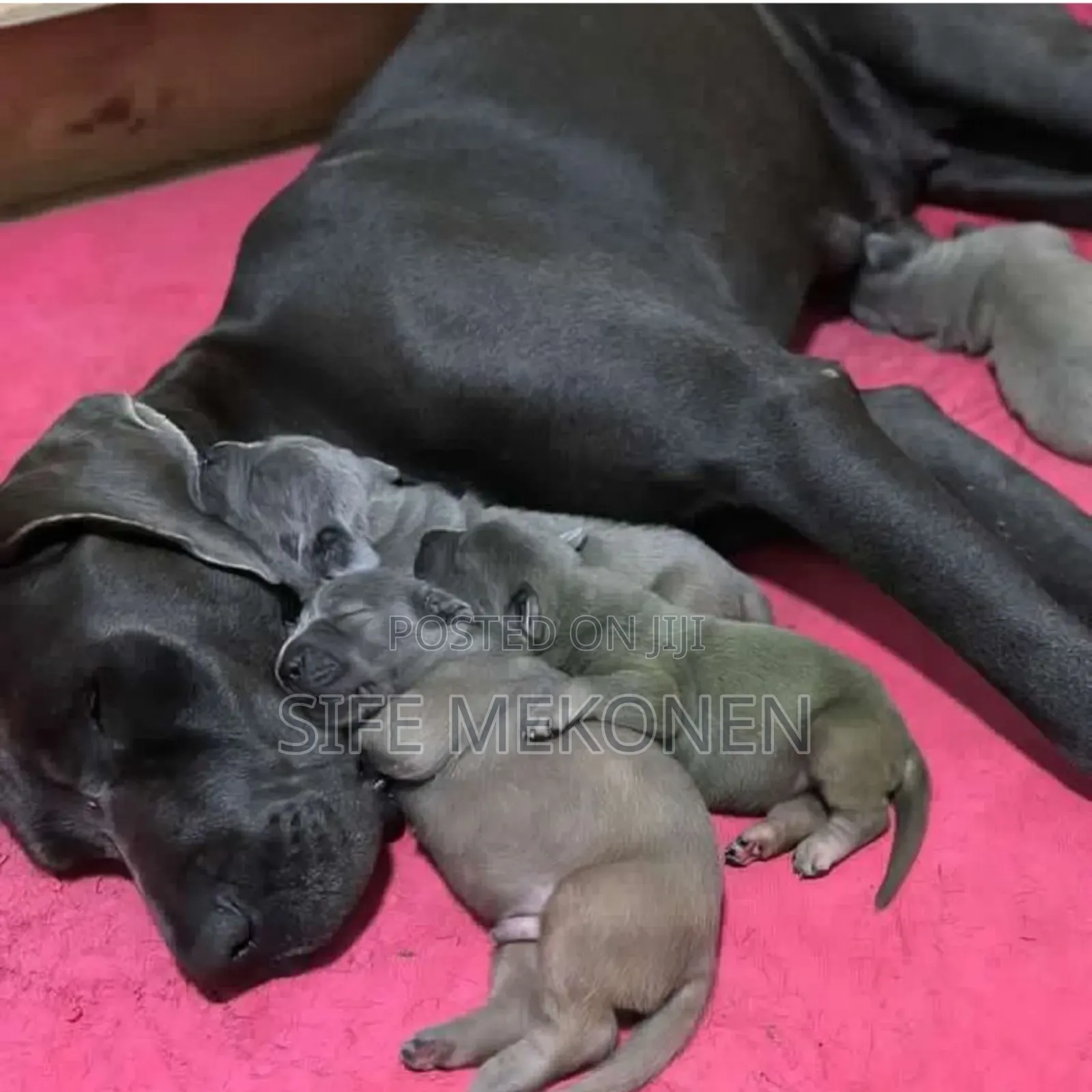 1-3 months Male Purebred Mastiff