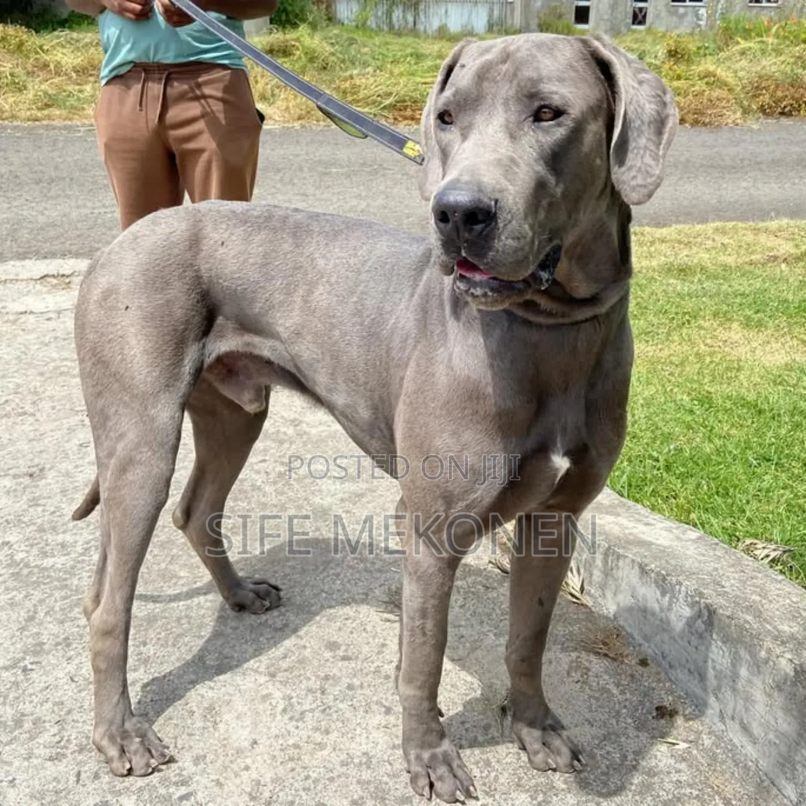 1-3 months Male Purebred Mastiff