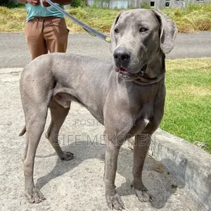 1-3 months Male Purebred Mastiff