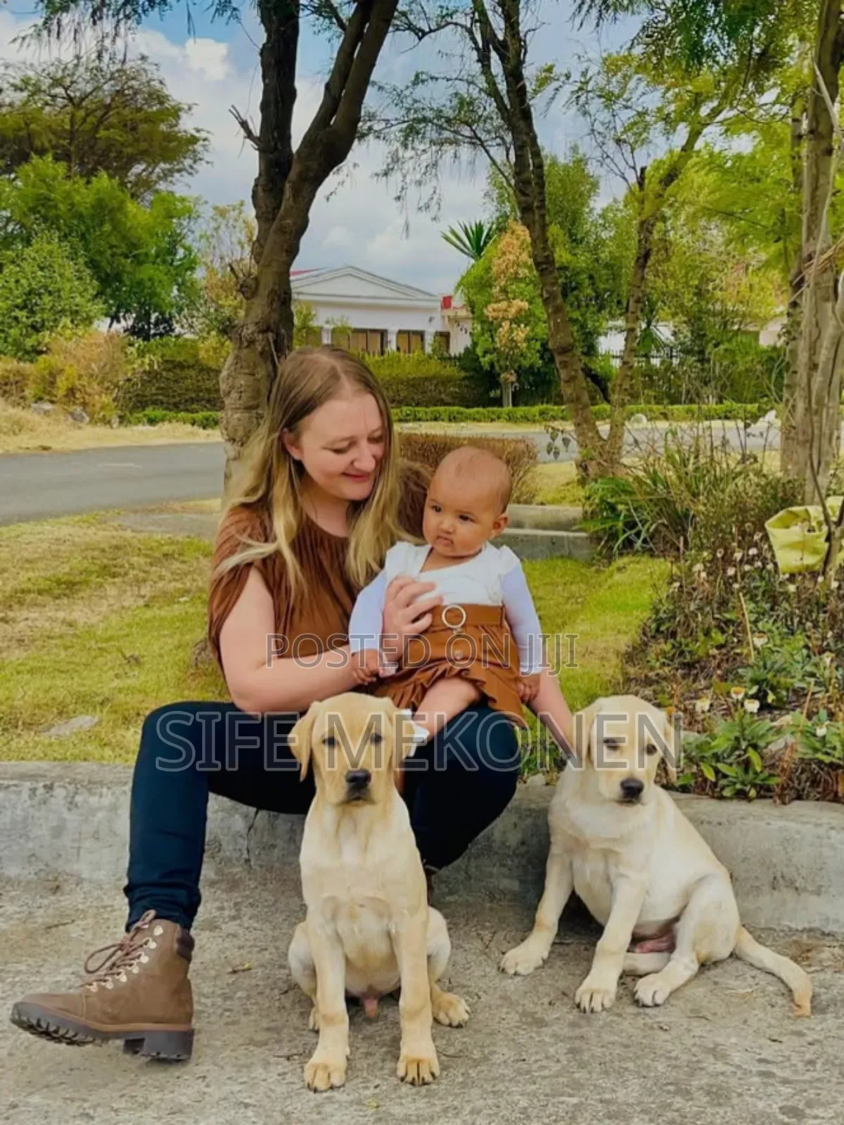 1-3 months Male Purebred Labrador Retriever