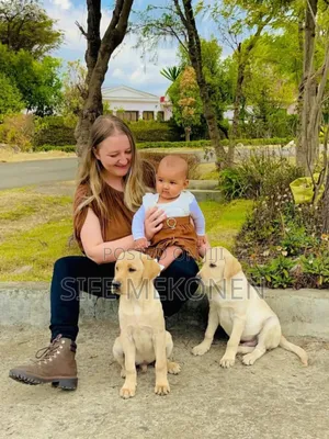 1-3 months Male Purebred Labrador Retriever