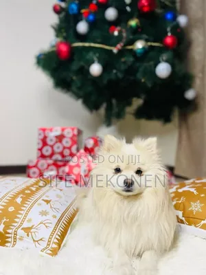 Photo - 1-3 months Male Purebred Pomeranian