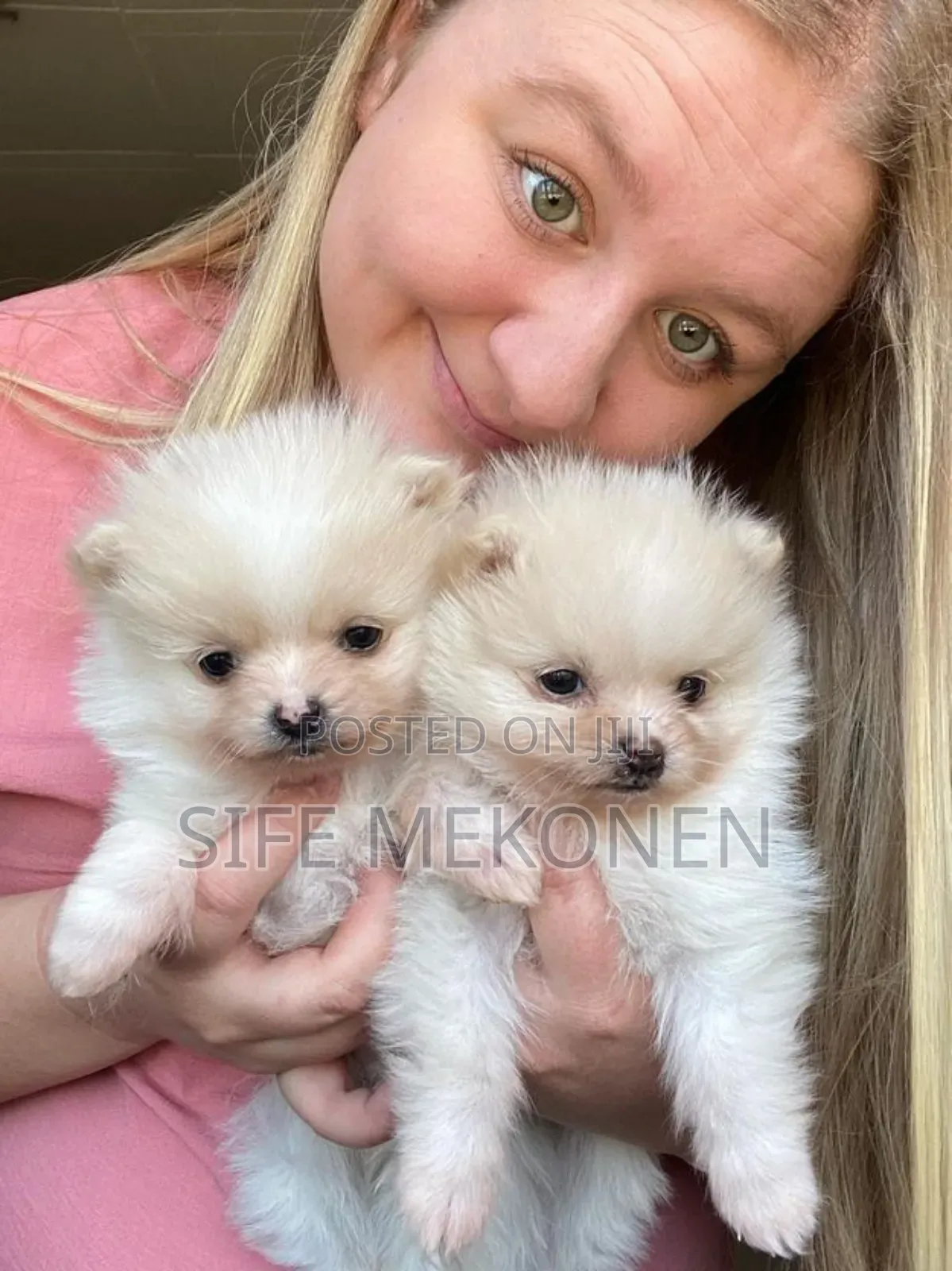 1-3 months Male Purebred Pomeranian