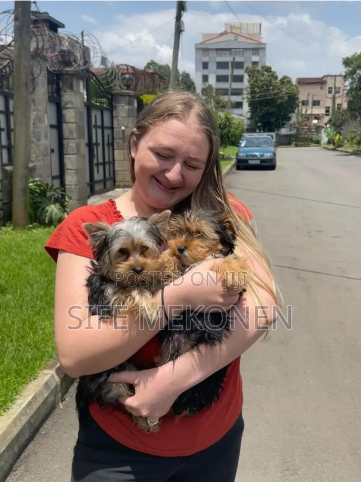 1-3 months Male Purebred Yorkshire Terrier