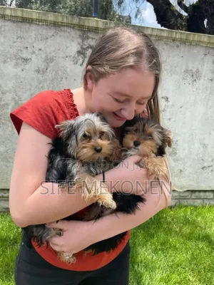 Photo - 1-3 months Male Purebred Yorkshire Terrier