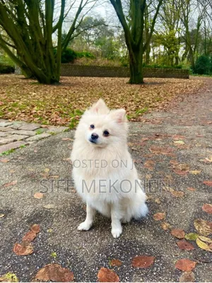 Photo - 1-3 months Male Purebred Pomeranian