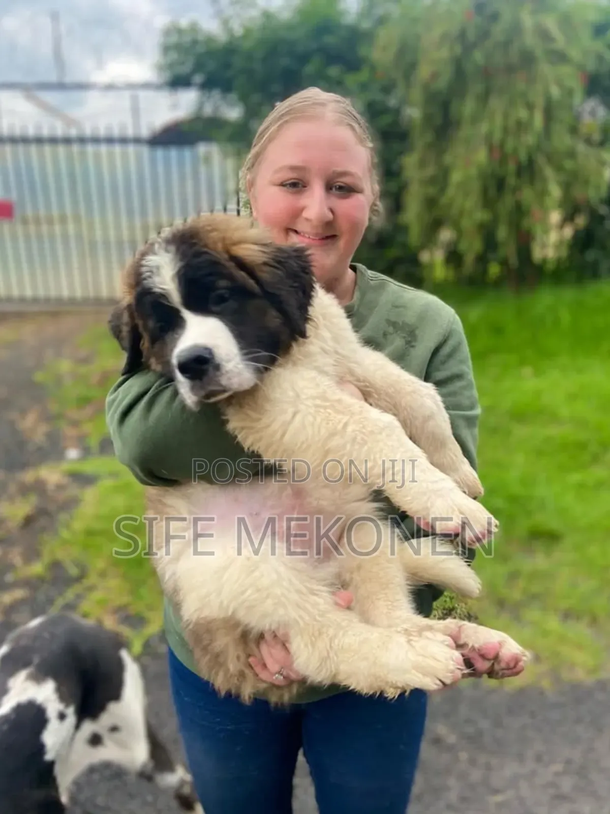 1-3 months Male Purebred Saint Bernard