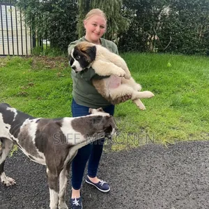 1-3 months Male Purebred Saint Bernard