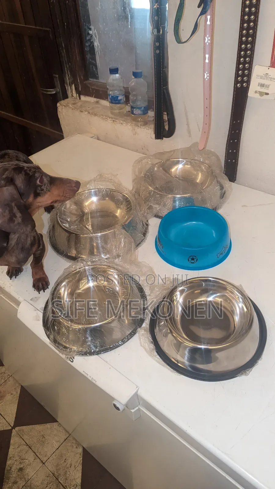 Bowl for Cats and Dogs