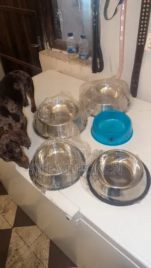 Bowl for Cats and Dogs
