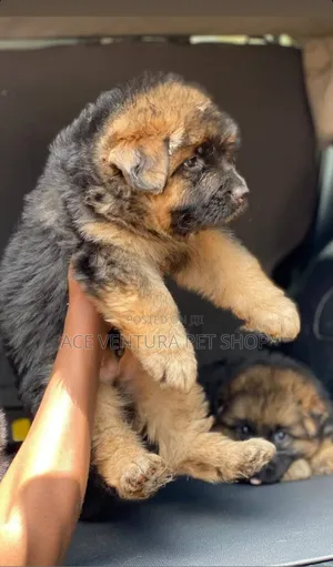 Photo - 1-3 months Male Purebred German Shepherd