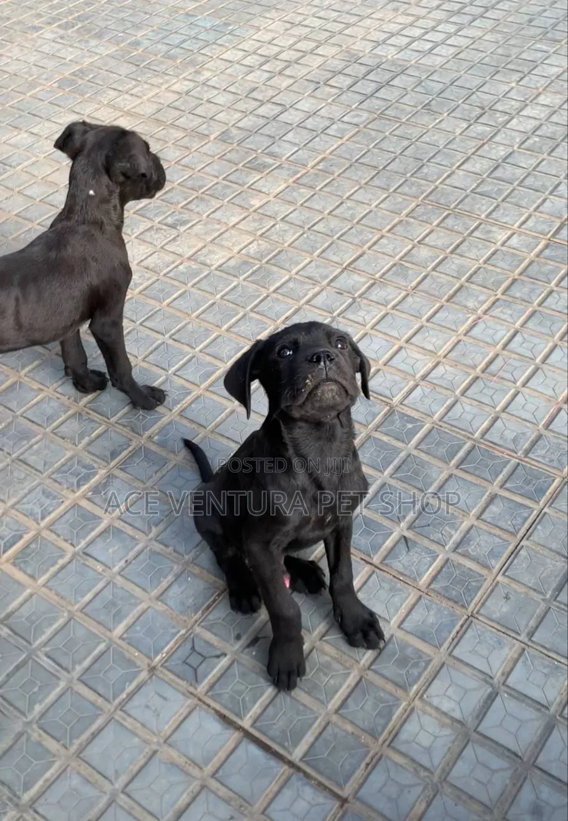 1-3 months Male Purebred Cane Corso